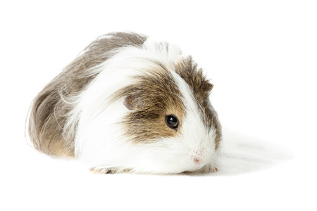 Longhair Guinea pigの写真素材