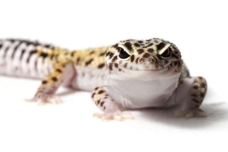 Leopard gecko isolated on white background