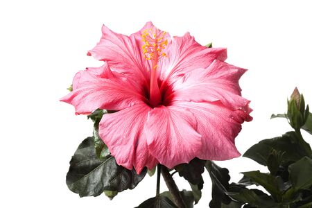 Hibiscus flower isolated on a white backgroundの写真素材