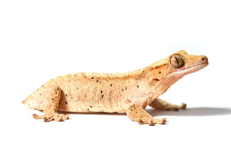 Crested gecko isolated on a white backgroundの写真素材