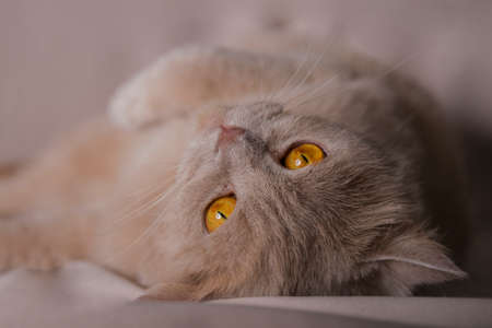 Orange British shorthair cat laying downの写真素材
