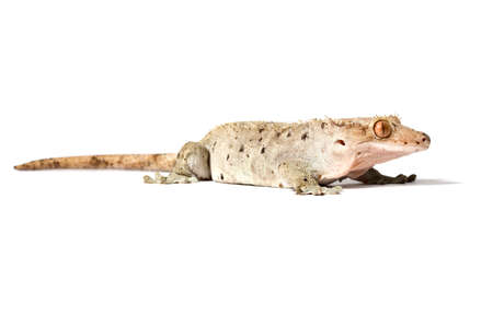 Dalmatian crested gecko isolated on a white backgroundの写真素材