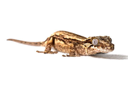 Brown striped gargoyle gecko isolated on a white backgroundの写真素材