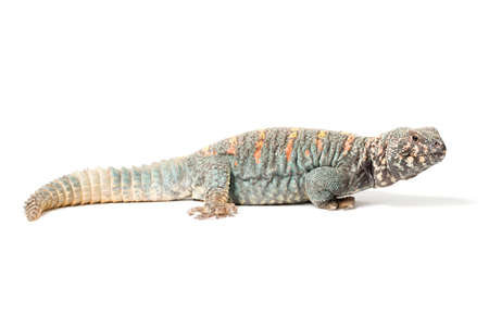 Uromastyx ornata ornata male isolated on a white backgroundの写真素材