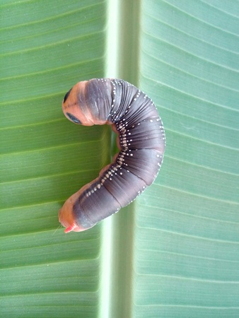 Worm on banana leafの素材