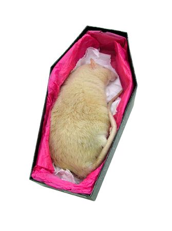 Dead rat coffinの写真素材