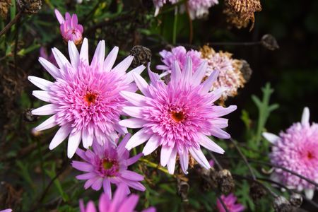 Gerbera daisy flowersの写真素材