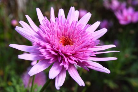 Gerbera daisy flowerの写真素材