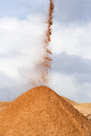 Pile of pouring wood chipsの写真素材