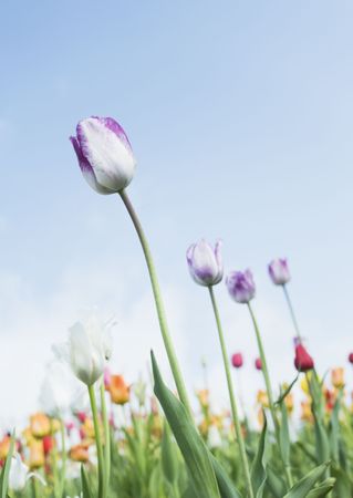 Beautiful flowers with background Elegance の写真素材