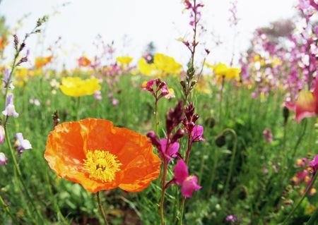 Beautiful flowers with background Elegance の写真素材