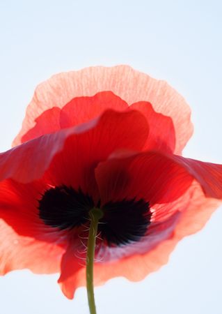 Beautiful flowers with background Elegance の写真素材