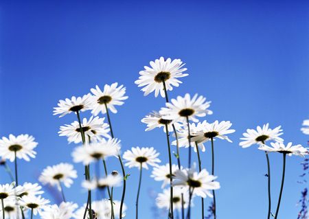 Beautiful flowers with background Elegance