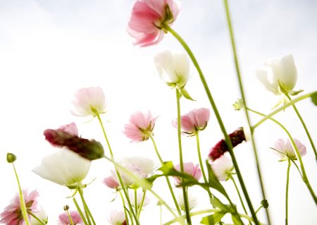 Beautiful flowers with background Elegance 