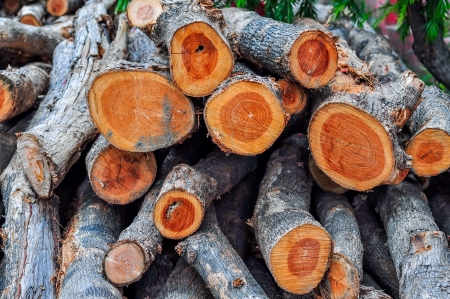 Stack of wood の写真素材