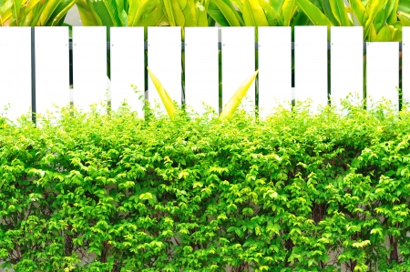 White fenec green leafの写真素材