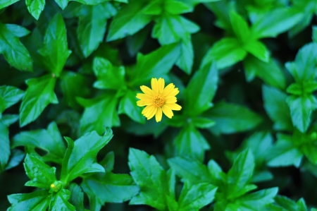 small flower with blur green leaf の写真素材