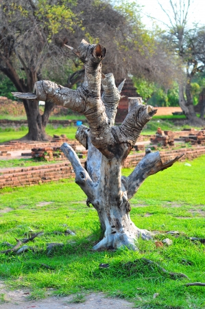 death tree with green grass background  の写真素材