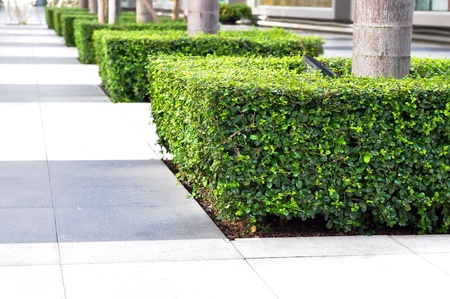 garden plant decorの写真素材