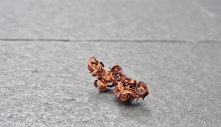 Dried fruit podsの写真素材