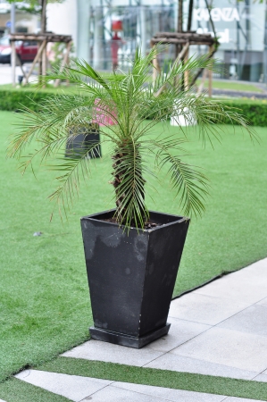 mini plam decor in pot の写真素材