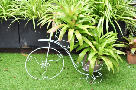 decor plant gardenの写真素材