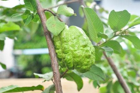 Guava  tropical fruit  の写真素材