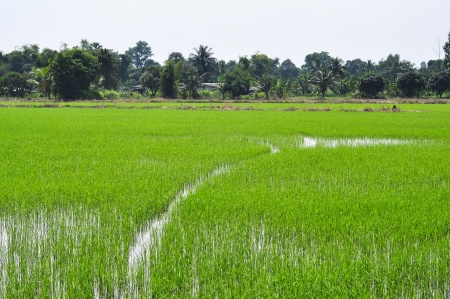 baby rice in fieldsの写真素材