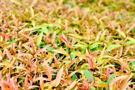 little tree leafの写真素材