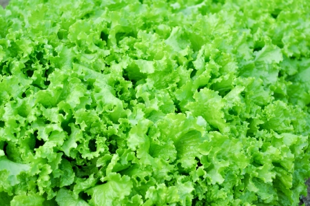 lettuce plant of salad in countrysideの写真素材