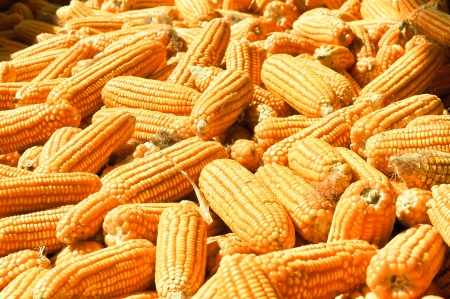 Corn prepare for make farm feed の写真素材