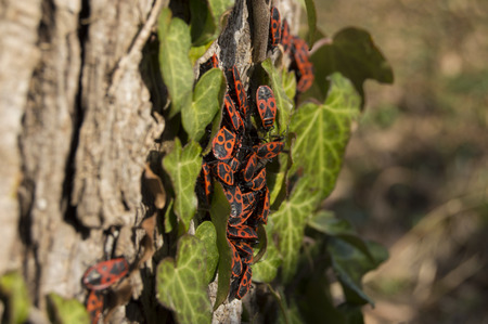 Pyrrhocoris apterusの写真素材