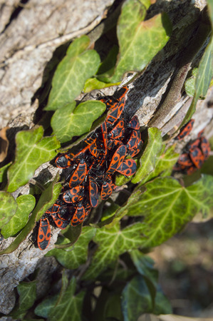 Pyrrhocoris apterusの写真素材