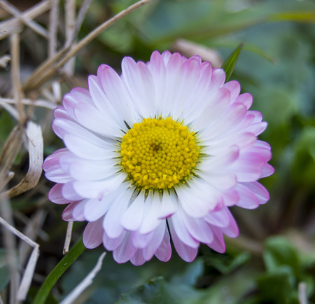 Daisyの写真素材