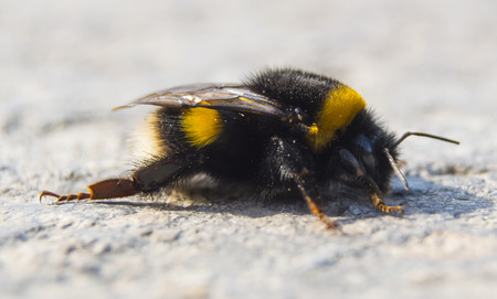 Bumblebeeの写真素材