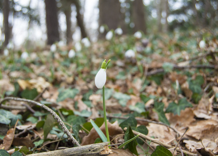 Snowdrop in the forestの写真素材