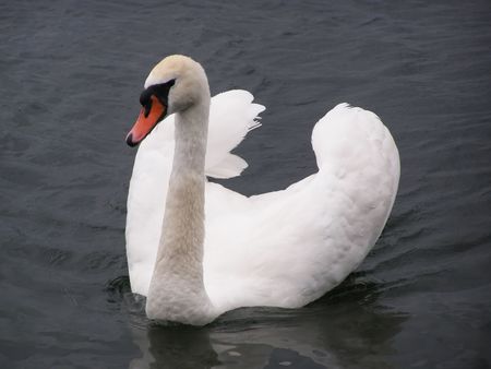 The white swan floating somewhereの写真素材