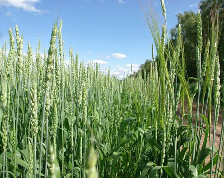 Northern europas, agricultural weeding areas. Grain crops are planted.の写真素材