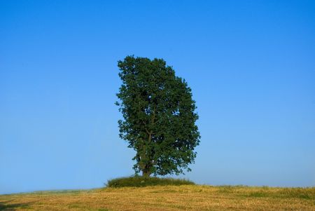 Lonely tree in the field with the one-sided crone, removed in solar summer day.の写真素材