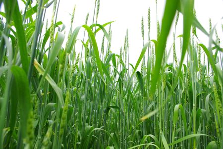 Northern europas, agricultural weeding areas. Grain crops are planted.の写真素材