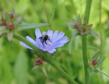 Bumblebee sitting on a blue flower on a meadow in the summer morning.の写真素材