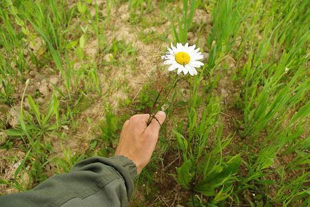Growing camomile in a hand, around a summer meadowの写真素材