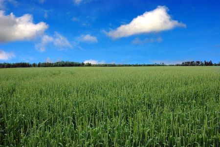 Northern europas, agricultural weeding areas. Grain crops are planted.の写真素材