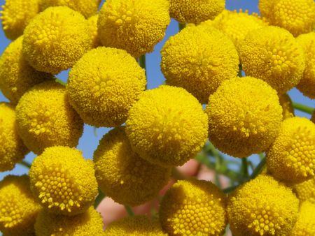 Bright yellow plant on a bright blue background of the skyの写真素材