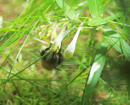Bumblebee collecting nectar from a flower, a congestion of multidirectional lines, a number from flowersの写真素材