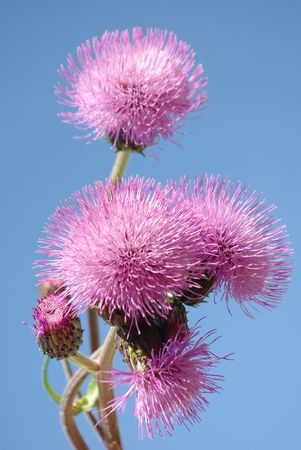 Bright, fluffy pink flower against the dark blue sky の写真素材