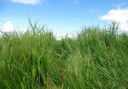 Northern europa, agricultural weeding areas. Grain crops are planted.の写真素材