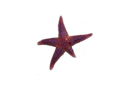 Brilliant starfish of northern sea on a white backgroundの写真素材