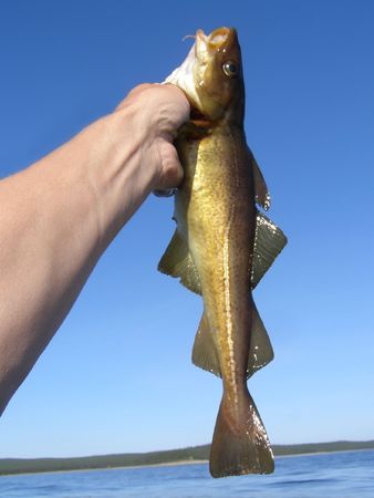 Trophy on sea fishing, close up against the dark blue sky