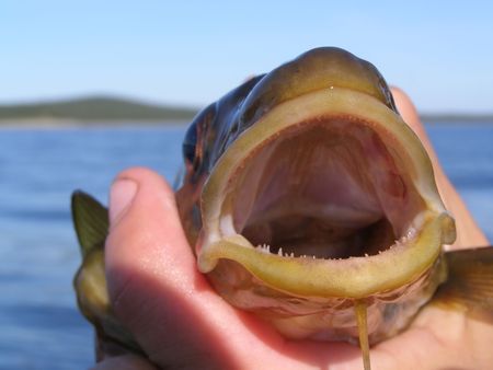 Trophy on sea fishing, close up against the dark blue skyの写真素材